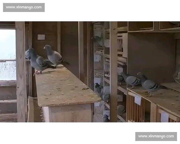 从选育训练到赛制规则全面解析鸽子如何参加比赛流程与技巧实战指南 从选育训练到赛制规则全面解析鸽子如何参加比赛流程与技巧实战指南